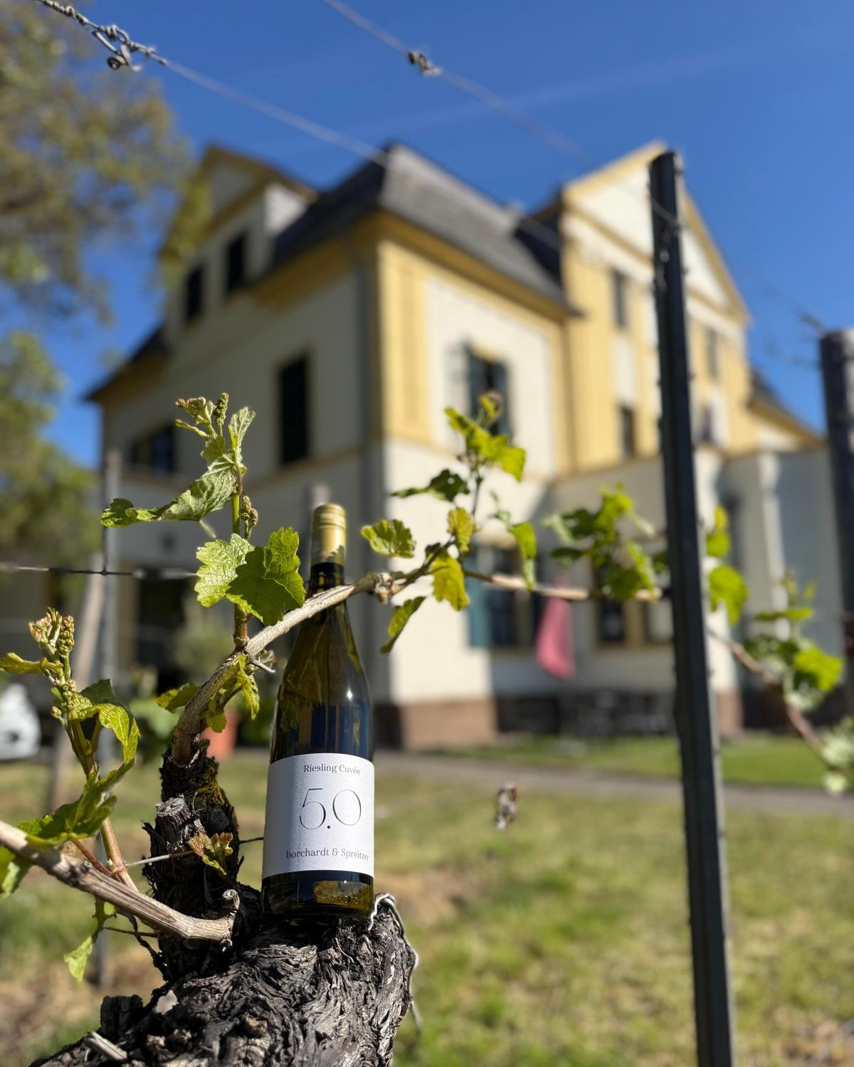 5.0 Riesling Cuvée borchardt x Spreitzer (3 Flaschen)